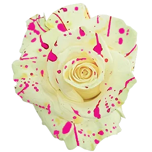 Pitaya Splash