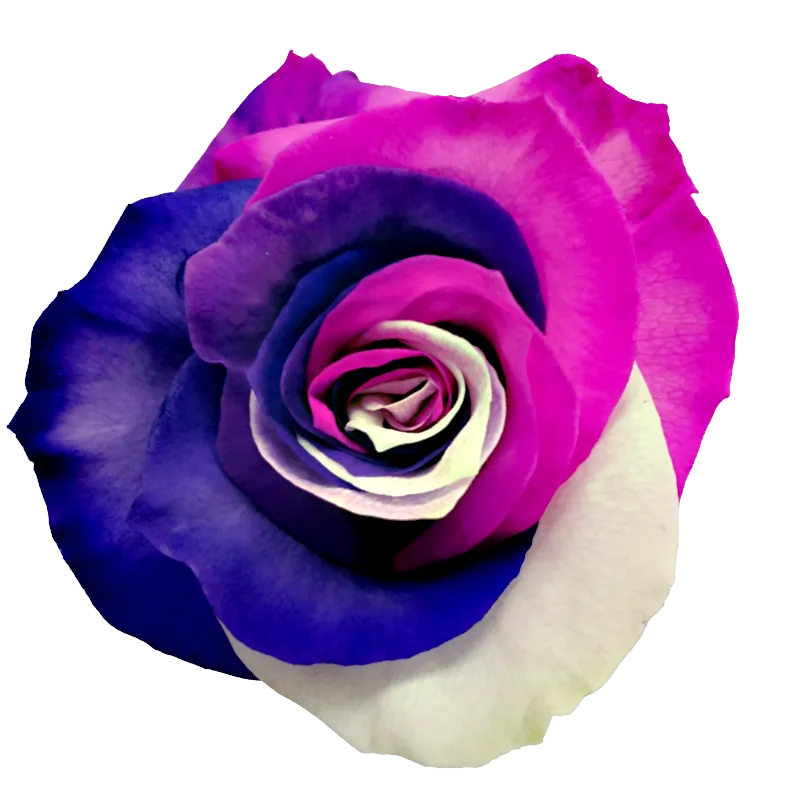 Rainbow Passion
