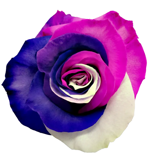 Rainbow Passion