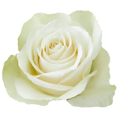 Mia (White)