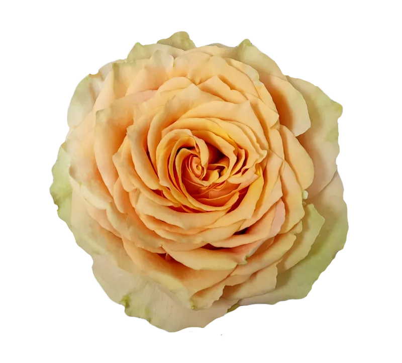 Grab Me! Petite Arrangements (Case of 12) - Single Design - Original