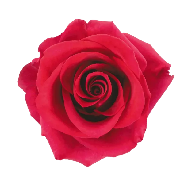 Hot Paris (Hot Pink)