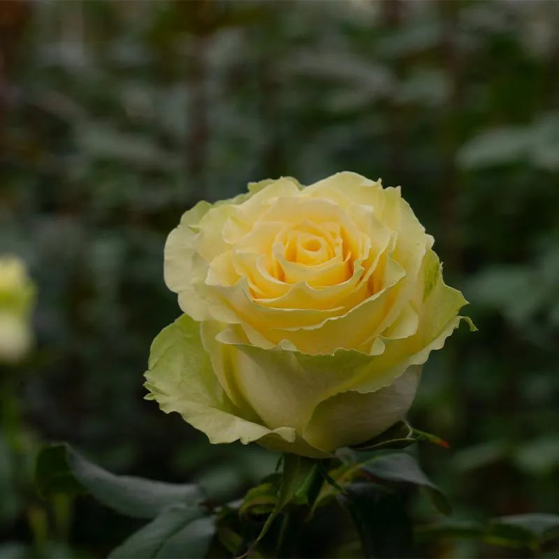 Toscana (Yellow)