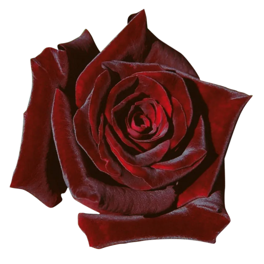 Ruby (Dark Red)