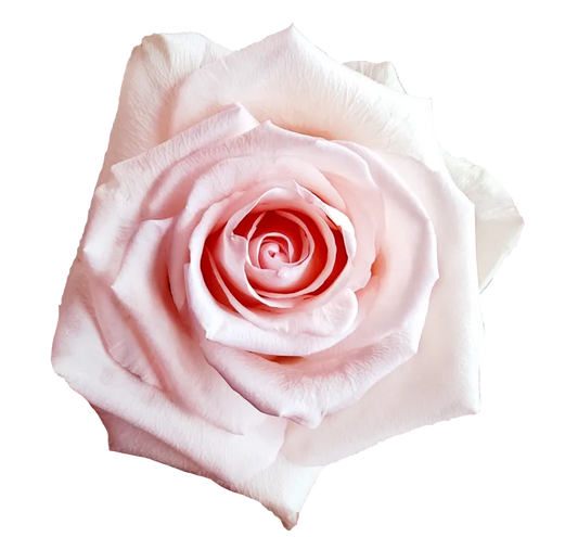 Unforgiven (Light Pink)