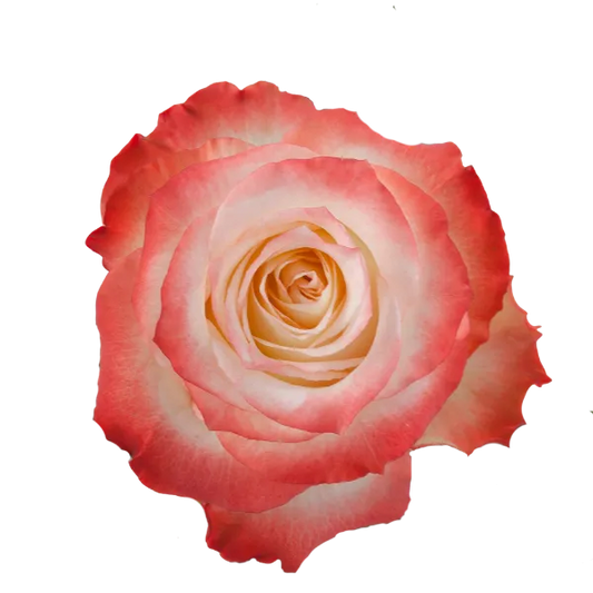 Cabaret (Bi-Color Pink)