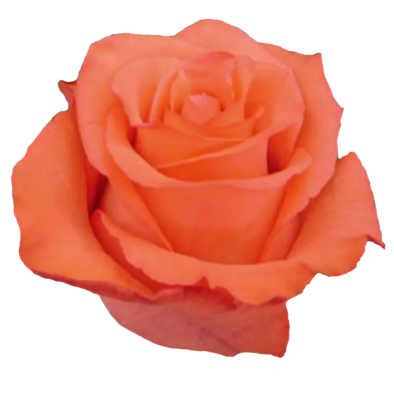 Naranga (Orange)