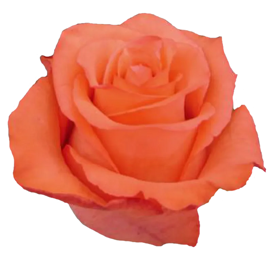 Naranga (Orange)