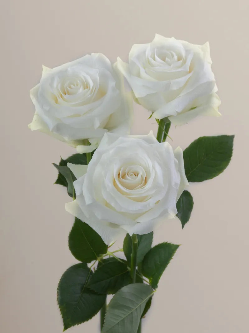 Proud (White)