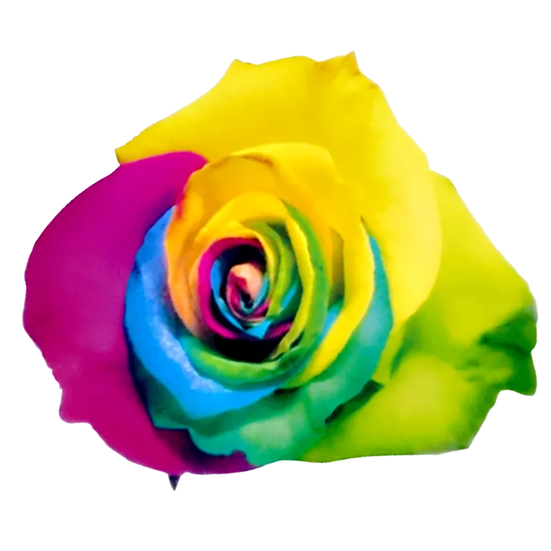 Tinted - Rainbow Collection