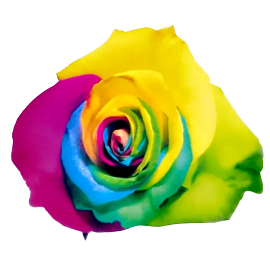 Tinted - Rainbow Collection