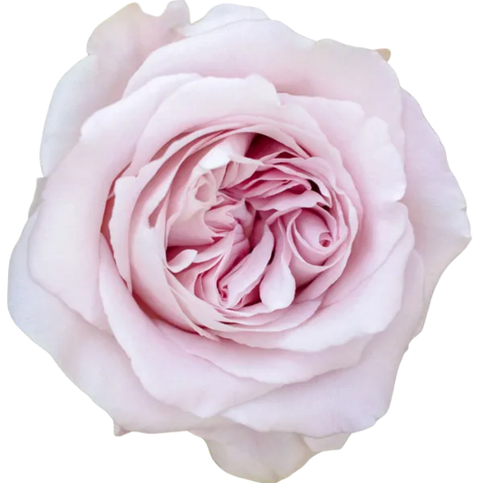 Sweet 4 Love (Light Pink)