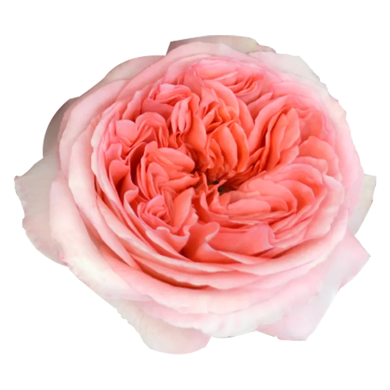 Pink X-Pression (Pink)