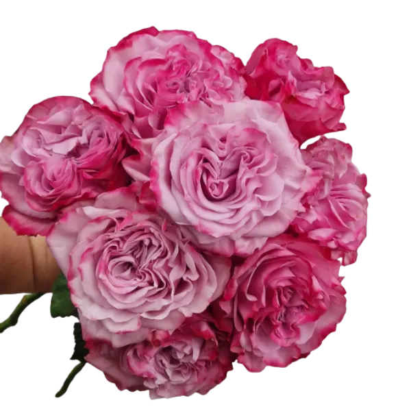 Country Blues (Pink / Lavender)