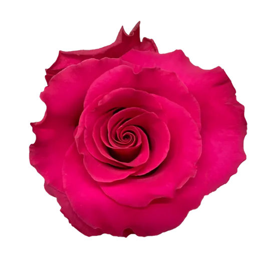 Jacaranda (Hot Pink)