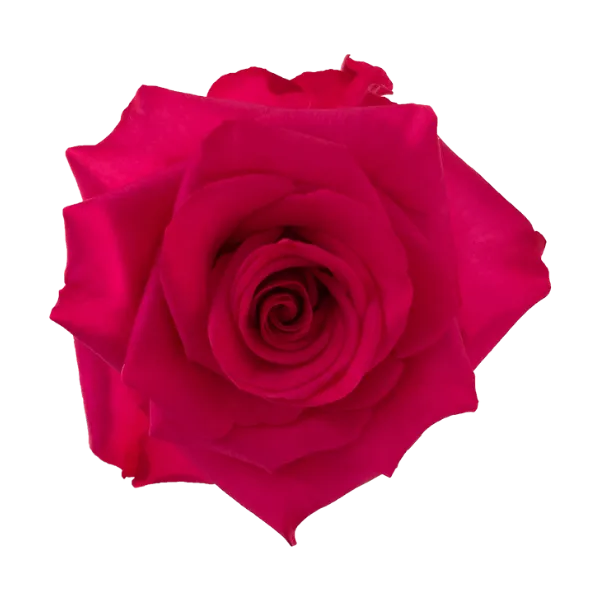 Hot Explorer (Hot Pink)