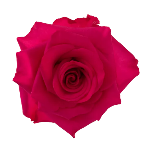 Hot Explorer (Hot Pink)