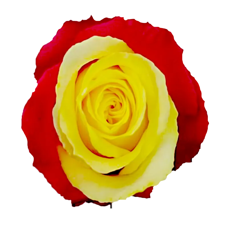 Tinted – Red & Yellow Roses