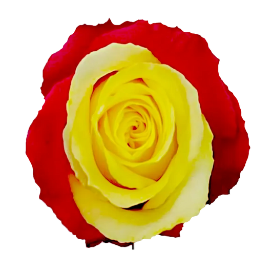 Tinted – Red & Yellow Roses