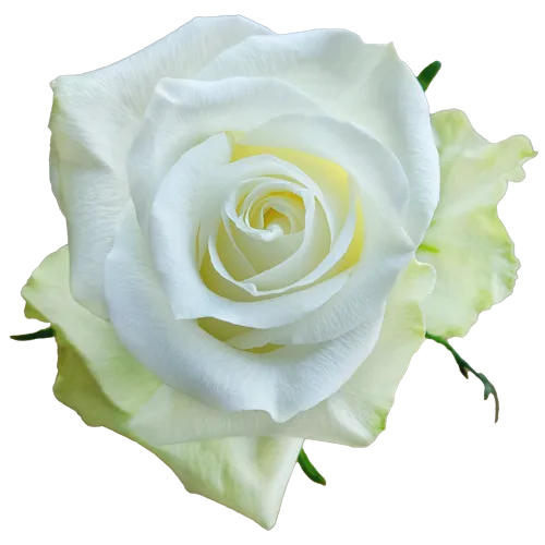 Arctica (White)