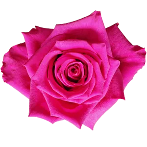 Level Up (Hot Pink)