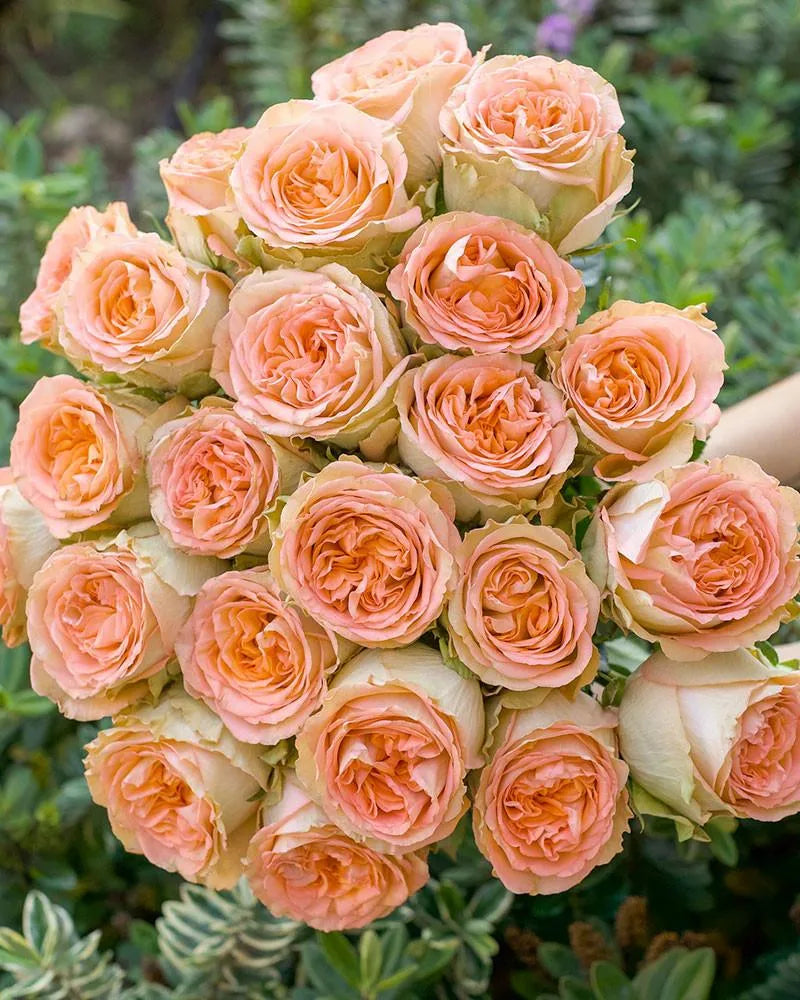 Country Home (Peach)
