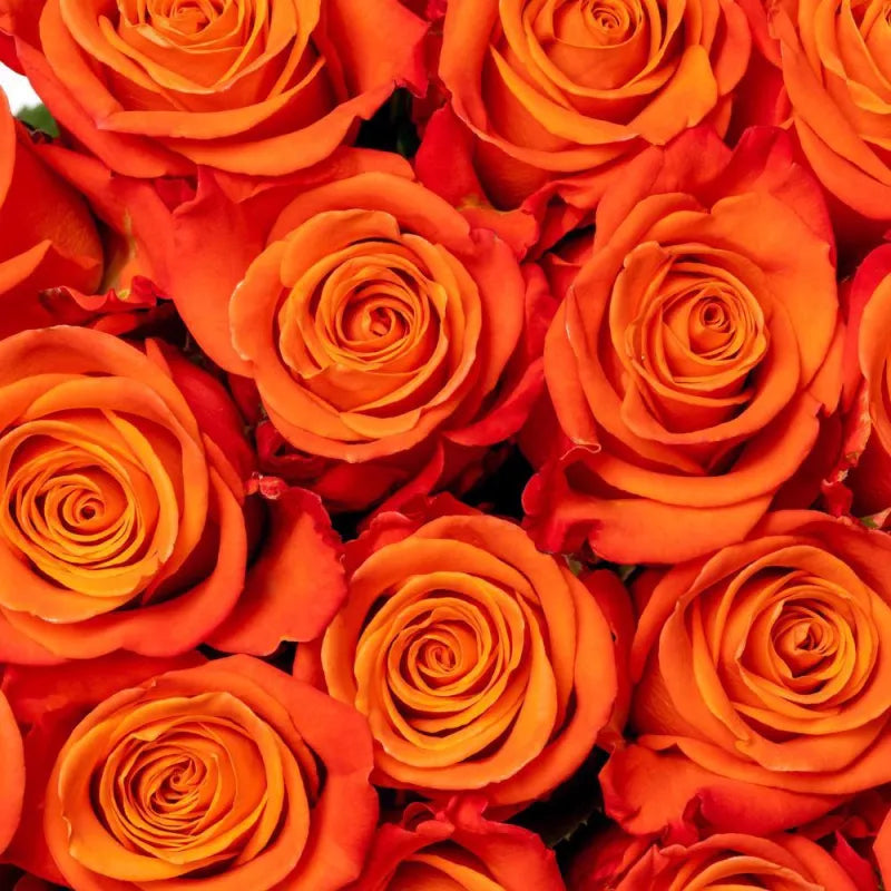 Orange Crush (Orange)