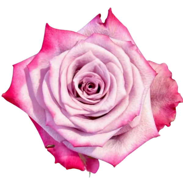 Deep Purple