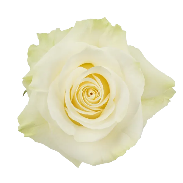 Mondial (White / Cream)