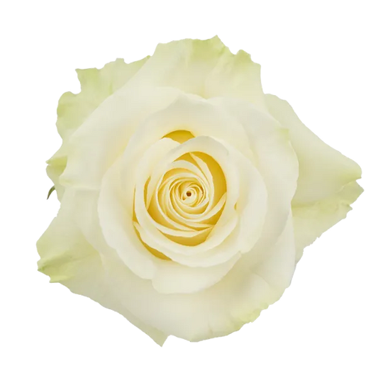 Mondial (White / Cream)
