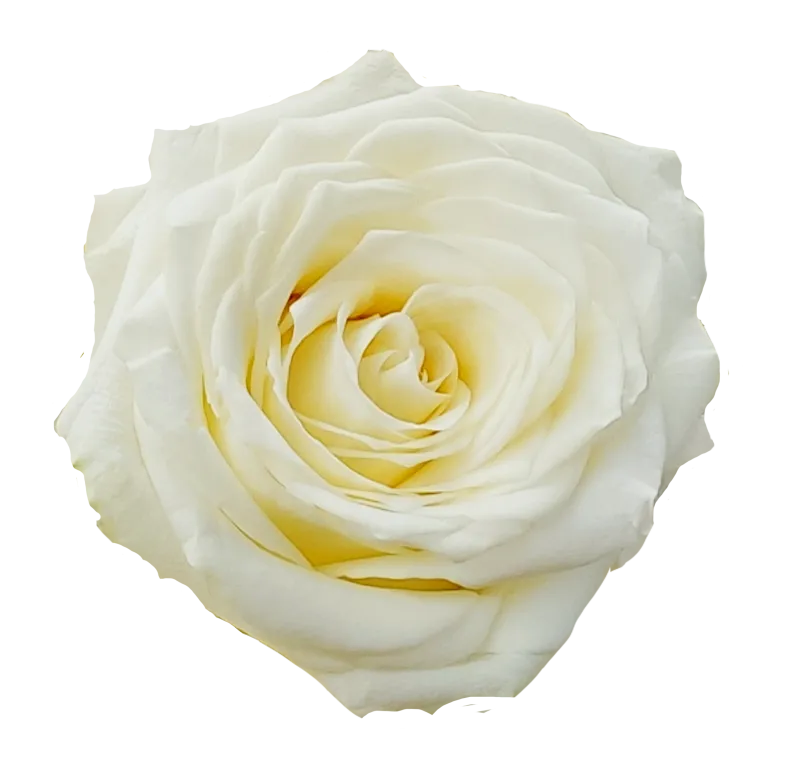 Candlelight (Cream)