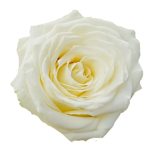 Candlelight (Cream)