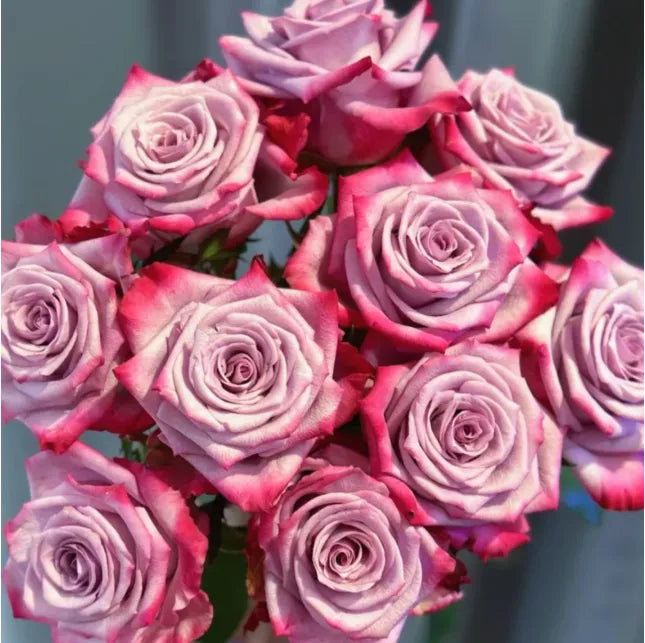 Deep Purple (Magenta)