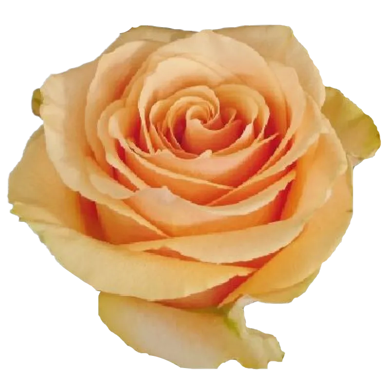 Cuenca (Orange)