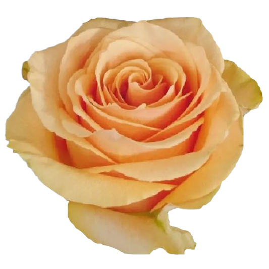 Cuenca (Orange)