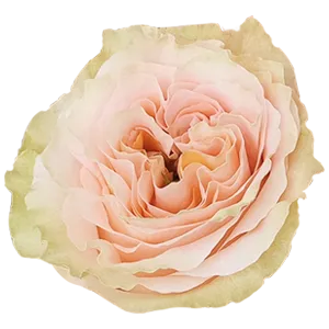 Princess Crown (Pink & Peach)