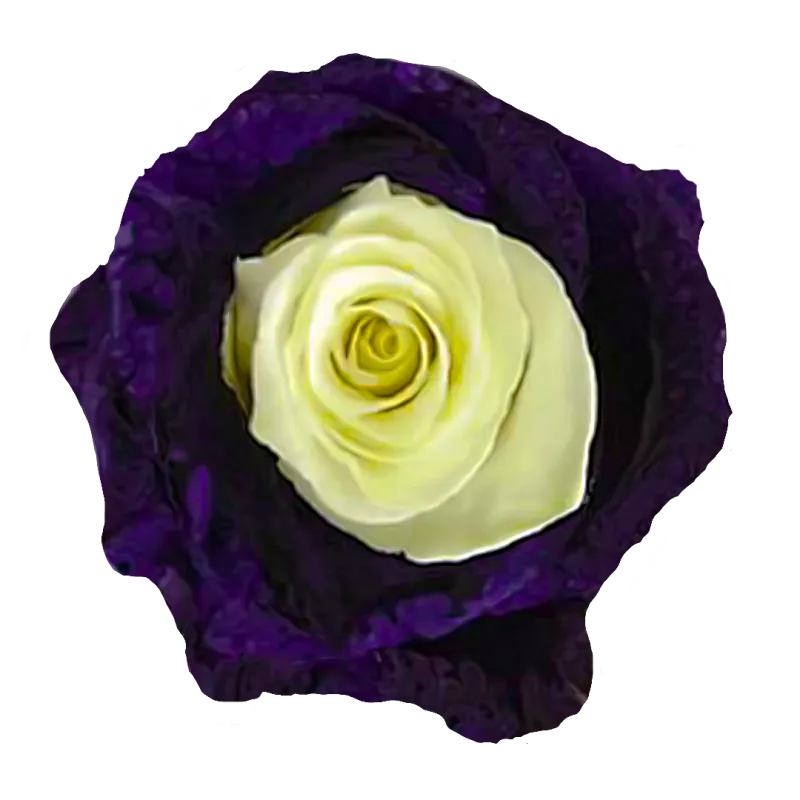Purple & White
