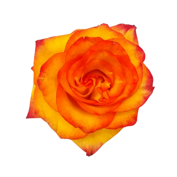 High and Magic (Yellow & Red Bi-Color)