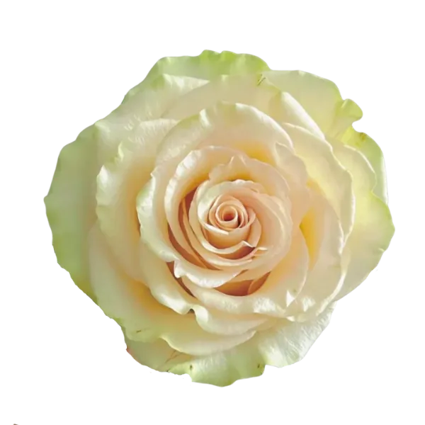 Dynamic (Cream - Ivory)