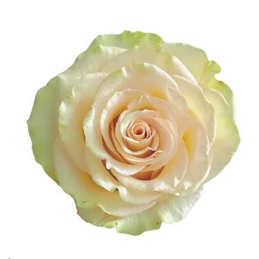 Dynamic (Cream - Ivory)
