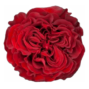 Hearts (Red)