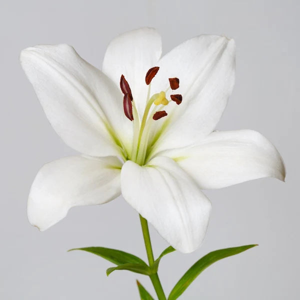 Lilies — Multi-Bloom Focal Stem (10-Stem Bunch)