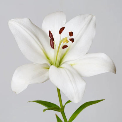 Lilies — Multi-Bloom Focal Stem (10-Stem Bunch)