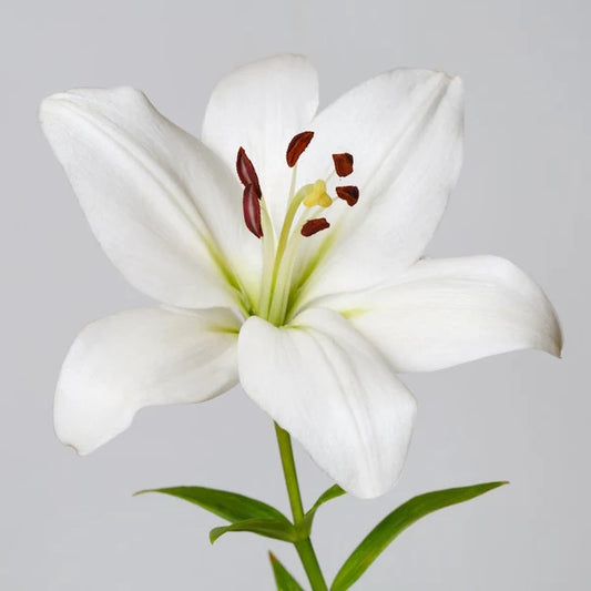 Lilies — Multi-Bloom Focal Stem (10-Stem Bunch)