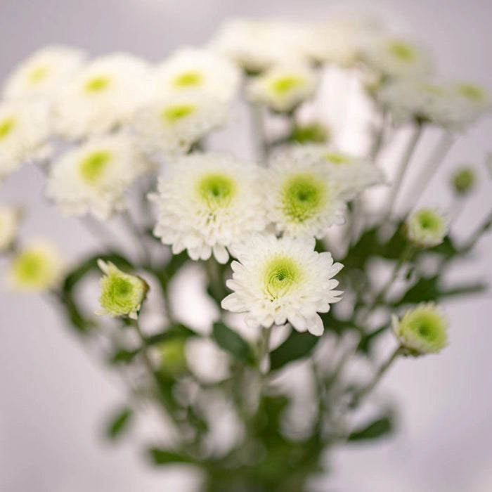 Pompón — Round Button Filler (10-Stem Bunch)