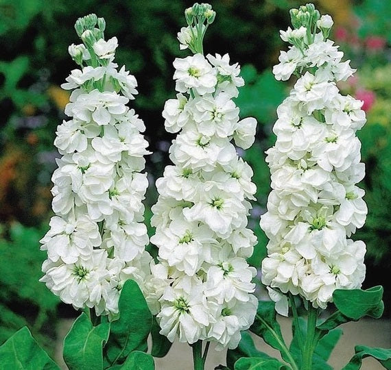 Stock — Fragrant Column Filler (10-Stem Bunch)